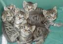 6 little kittens